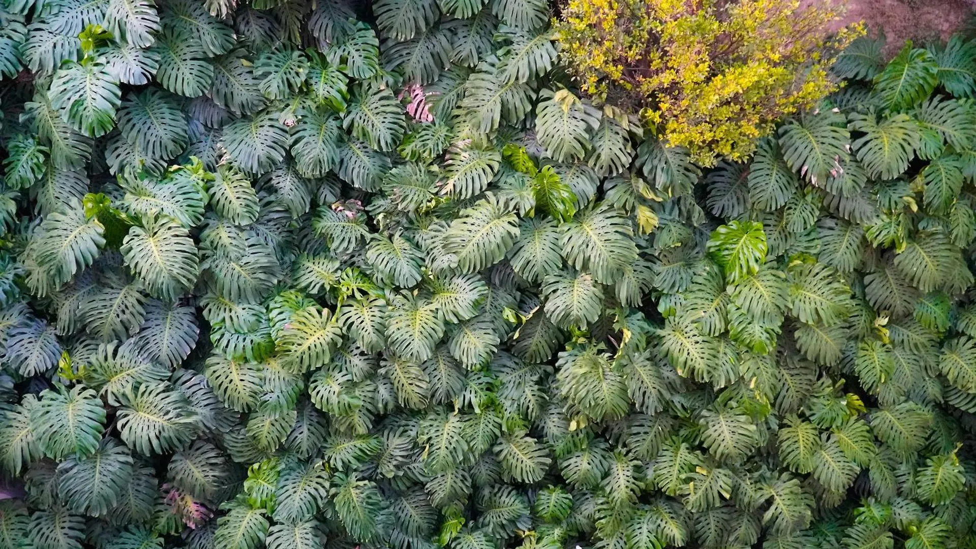 2Br Bright & Cozy - Nature Views & Sounds Medellin